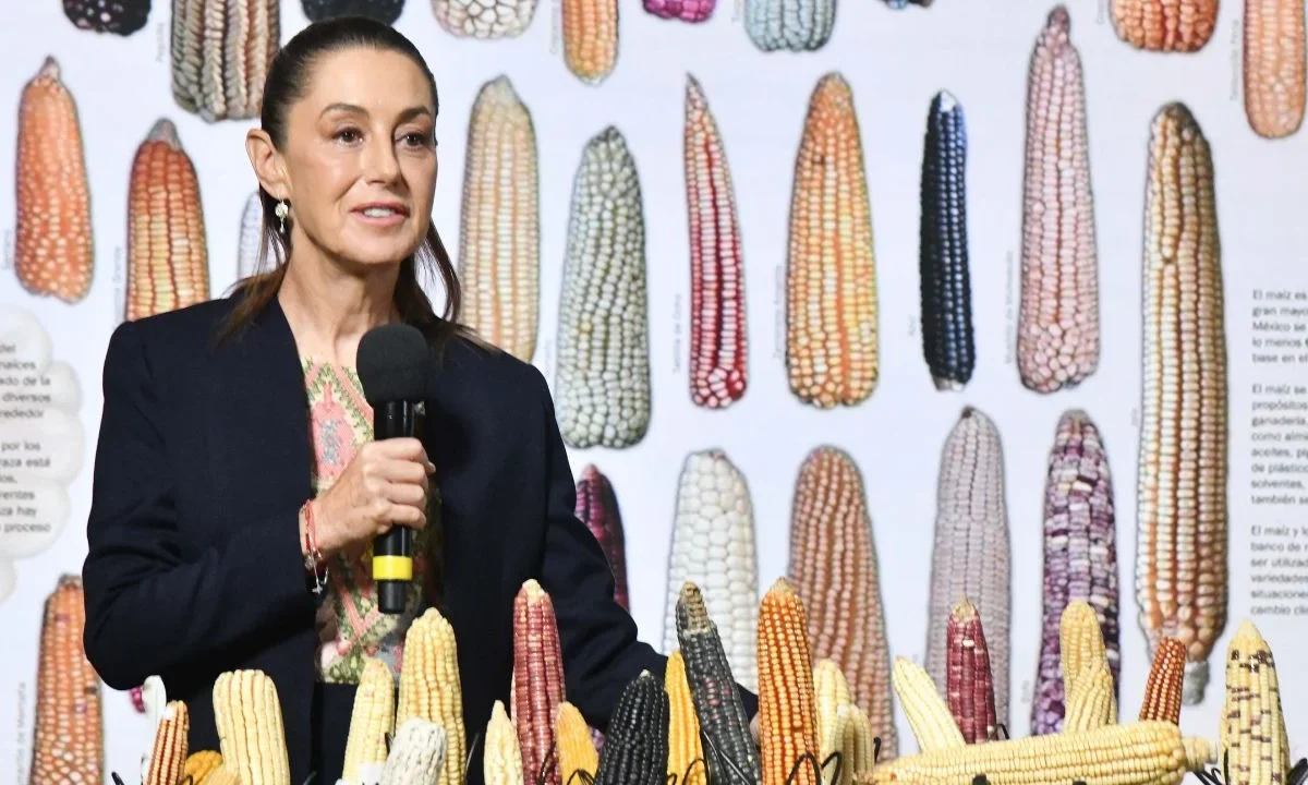 Anuncia Sheinbaum el programa 'Sin maíz no hay país'