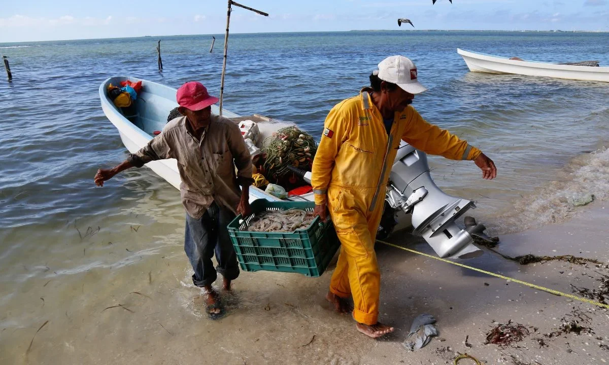 Conapesca extiende la veda de camarón en Campeche, Tabasco, y Quintana Roo