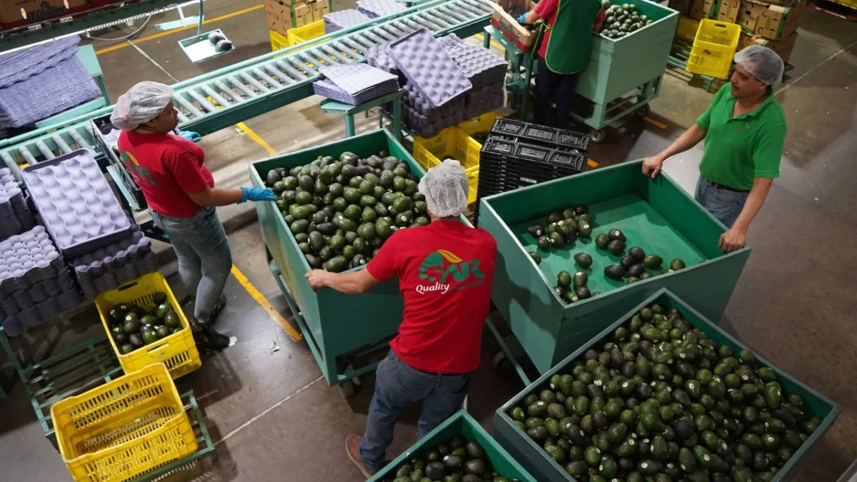 Inversión canadiense en México, Aguacates