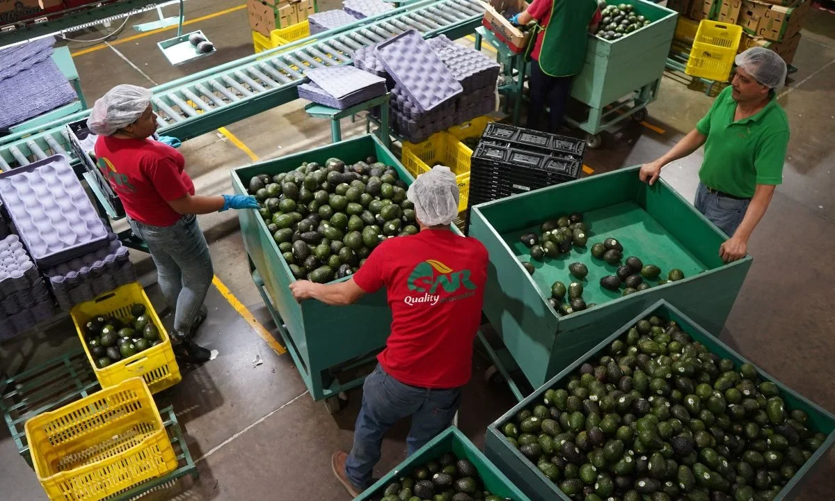 Inversión canadiense en México, Aguacates