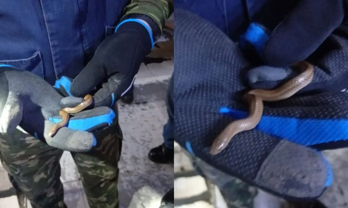 Personal del Metro rescató a una serpiente hallada en una bolsa dejada en la Línea B.