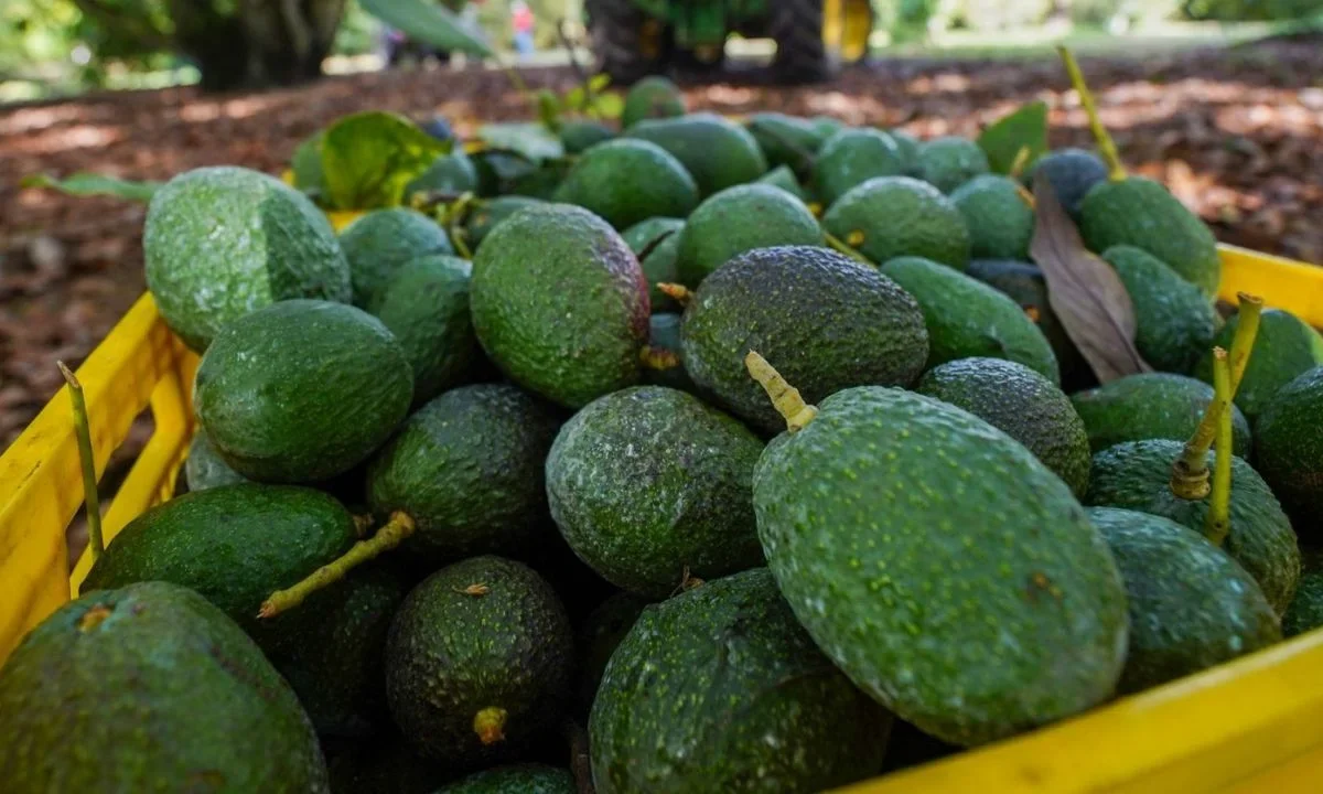 Previo a la revisión del T-MEC, México publicó en el Diario Oficial de la Federación los nuevos lineamientos de exportación de aguacate.