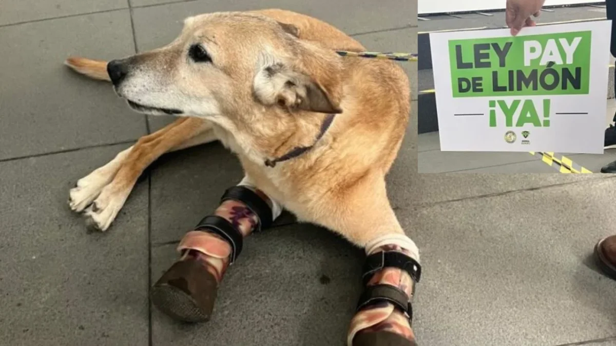 Cuando era un cachorro, Pay de Limón cayó en manos del crimen organizado, siendo torturado para entrenar sicarios; buscan cambiar ley.