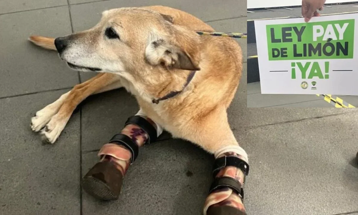 Cuando era un cachorro, Pay de Limón cayó en manos del crimen organizado, siendo torturado para entrenar sicarios; buscan cambiar ley.