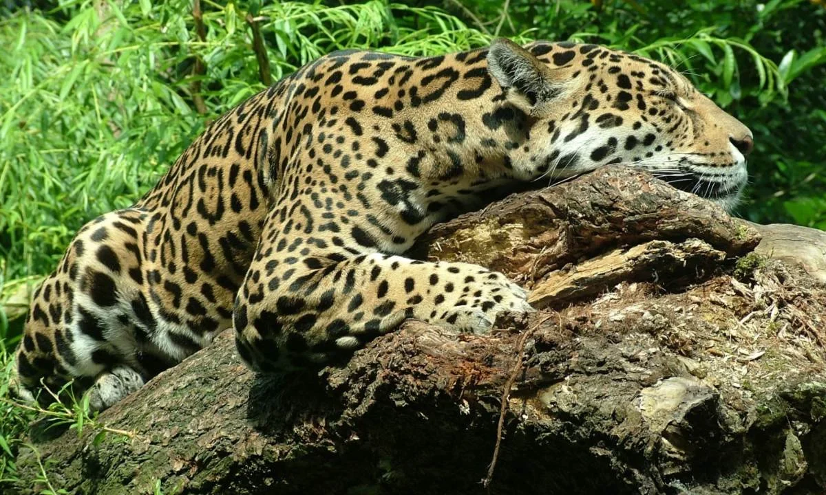 PRESENCIA. El felino más grande de América es fundamental para medir la salud de los ecosistemas, por lo que promueven acciones para conservar sus corredores biológicos.