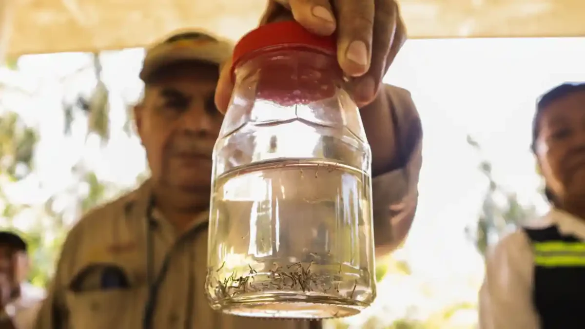 Control del Dengue