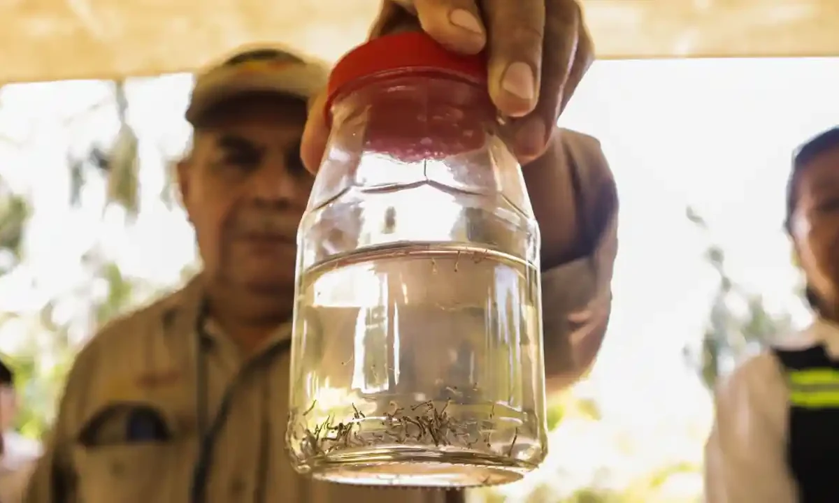 Control del Dengue