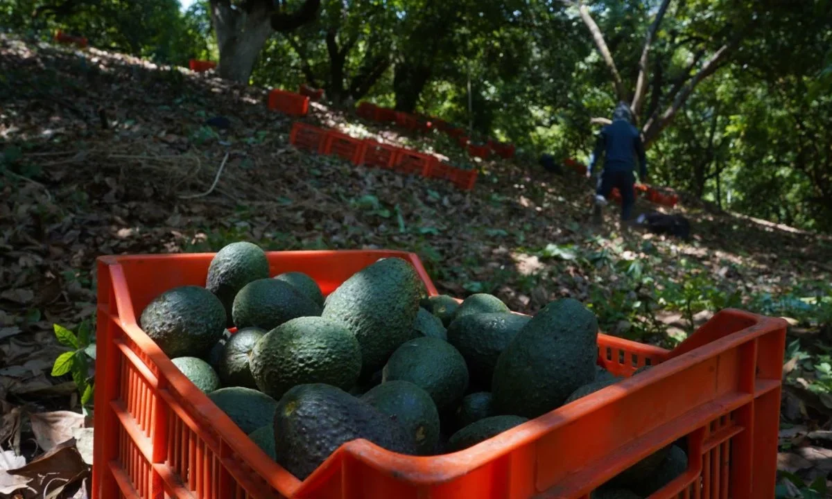 Economía aumentará inversión al desarollo agroindustrial de Michoacán