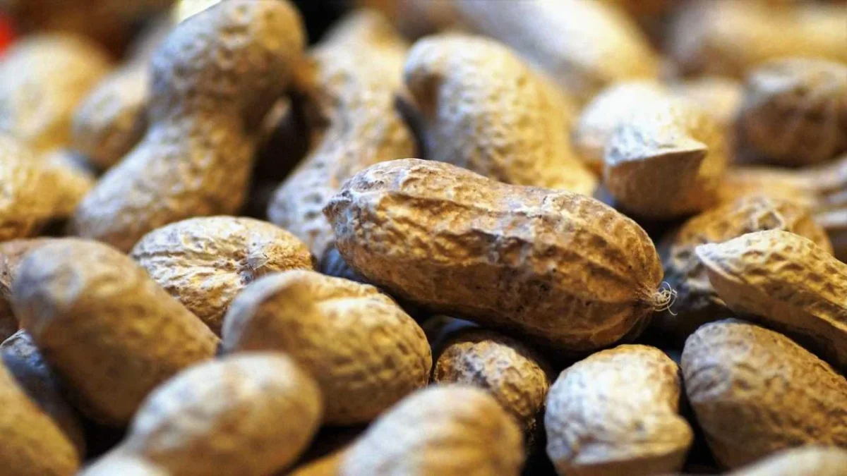 Comer cacahuate te trae beneficios a la salud, aquí te contamos todo al respecto.