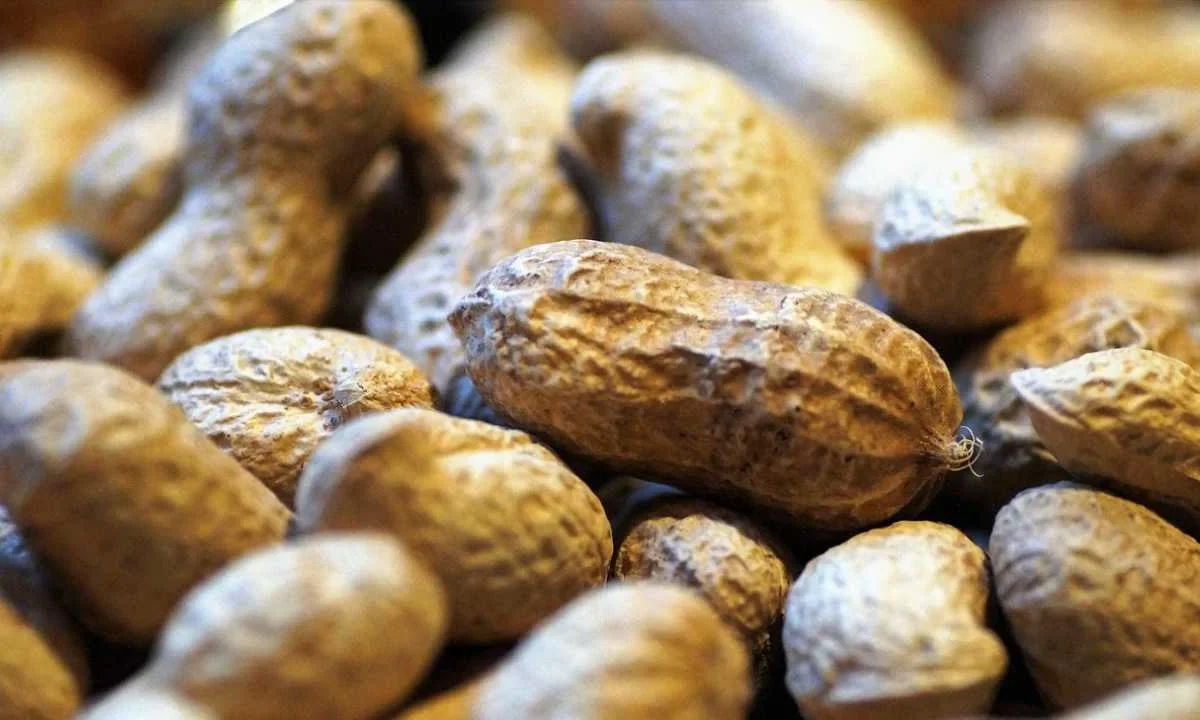 Comer cacahuate te trae beneficios a la salud, aquí te contamos todo al respecto.