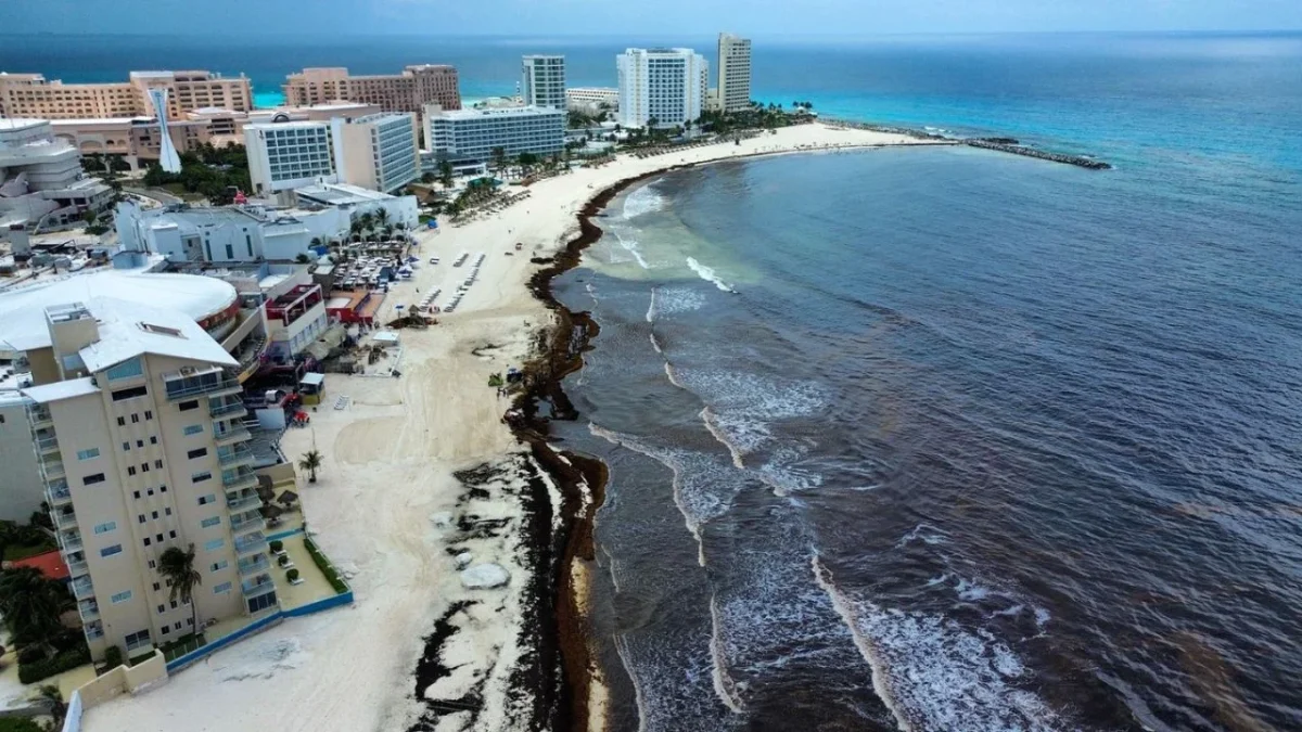 Este 2025 ha dejado una de las peores afectaciones por sargazo en los ecosistemas marinos de Quintana Roo.