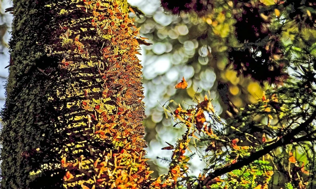 El arribo de cinco colonias de mariposa Monarca sorprendió a la zona núcleo del santuario El Rosario, que se vistió este 2025 de naranja antes de lo previsto