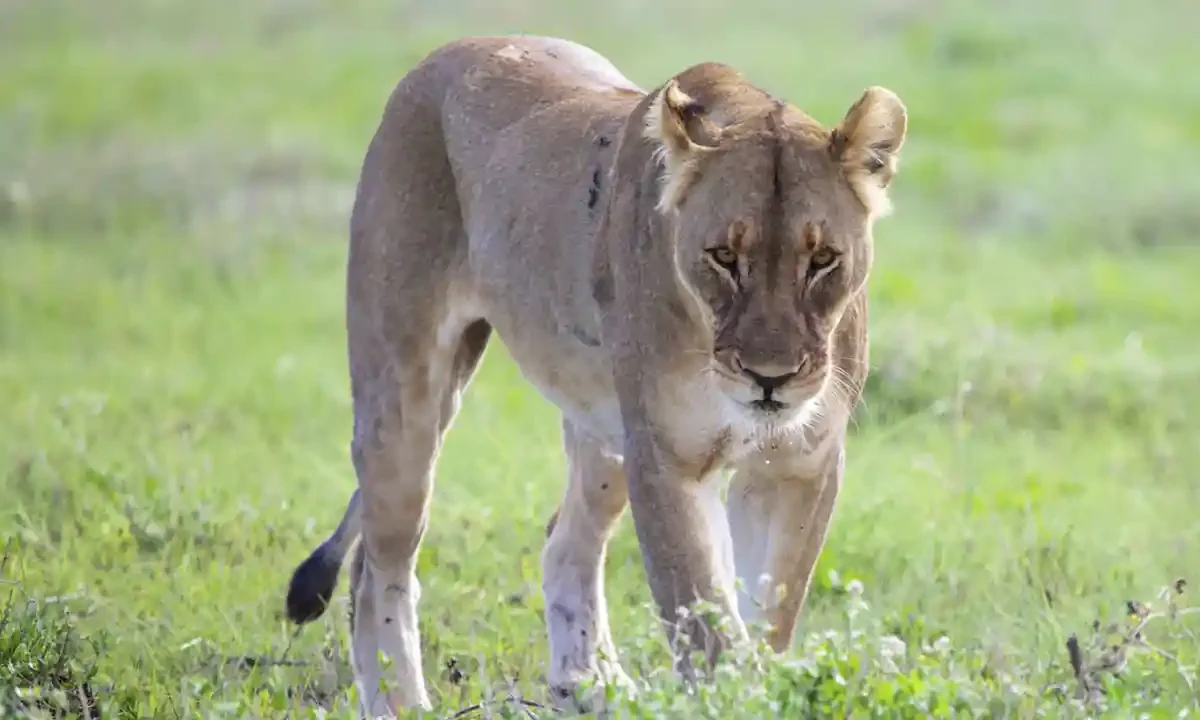 leona en un zoológico de Brasil