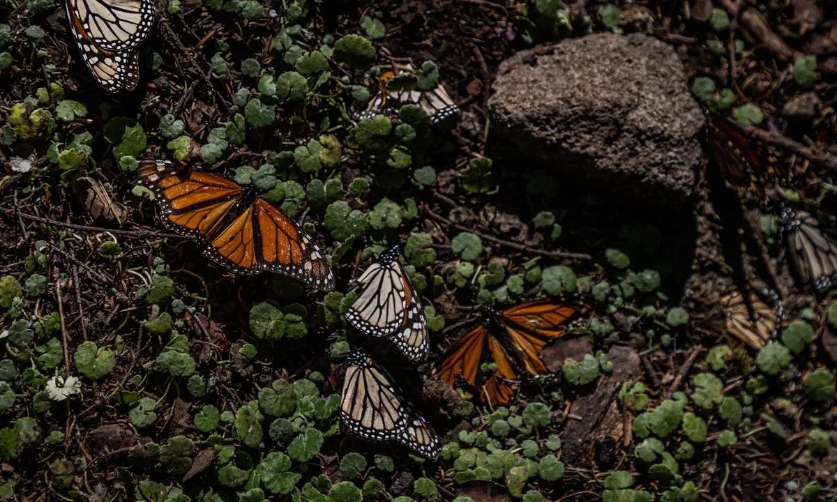 La Guardia Nacional y habitantes de El Rosario, en Michoacán, protegen con esmero a la Mariposa Monarca.