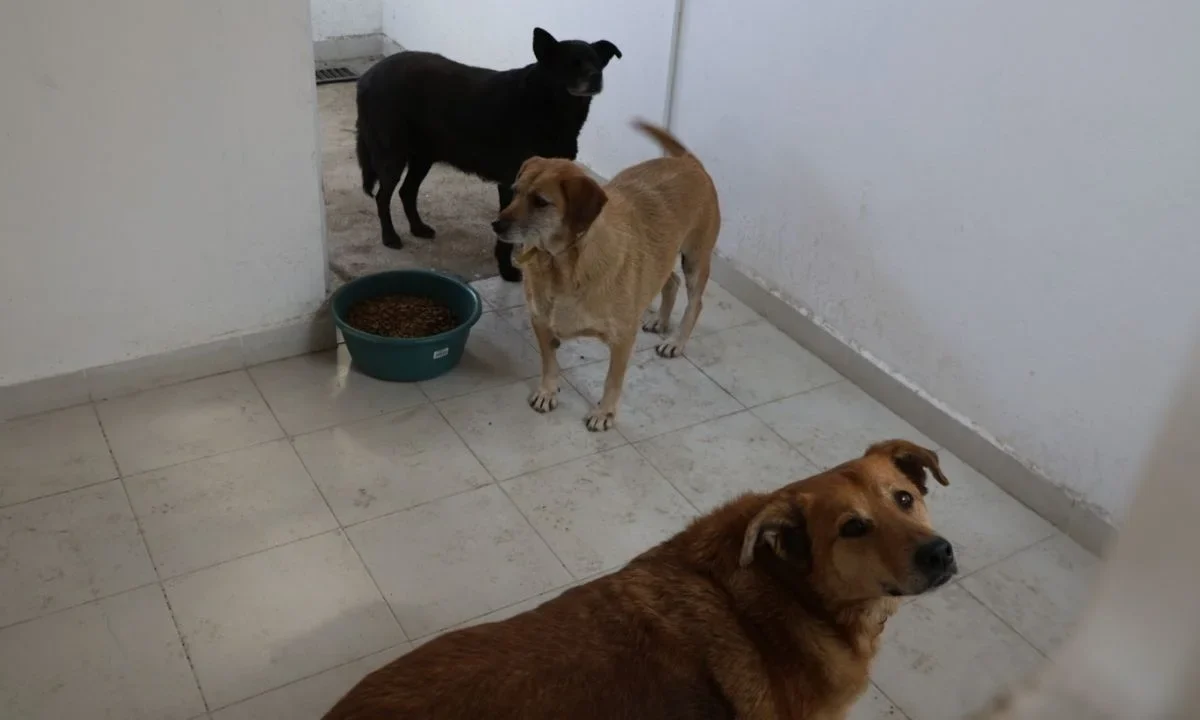 Jesús Sesma indicó que esperan la iniciativa sobre regulación de refugios animales llegue al Congreso capitalino el próximo lunes o martes.