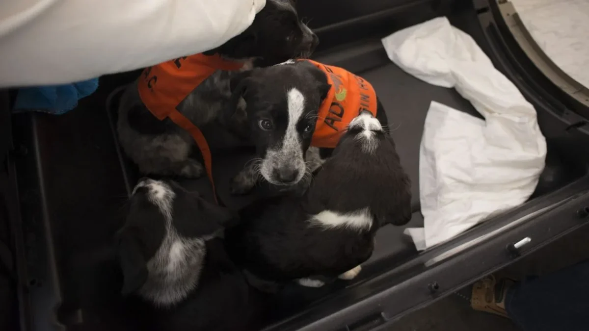 Congreso CDMX recibió este miércoles la propuesta de seis puntos enviada por Clara Brugada para regular refugios animales.