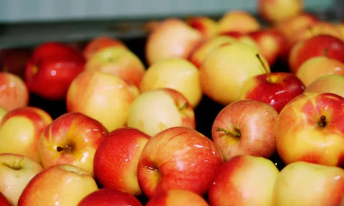 Abren investigación para determinar si las manzanas de Estados Unidos incurren en prácticas de dumping que afectan a productores mexicanos.