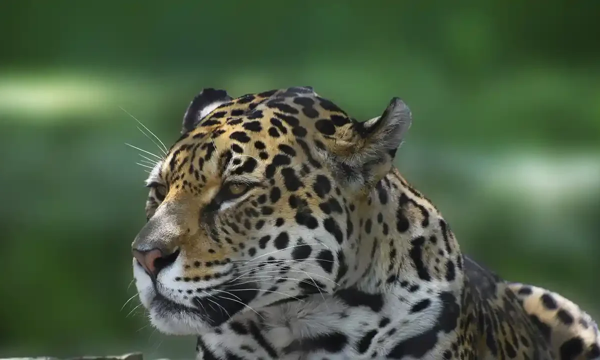 Jaguar quintana roo mahahual
