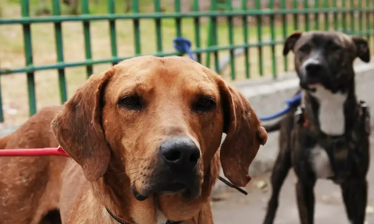 animales en peregrinaciones