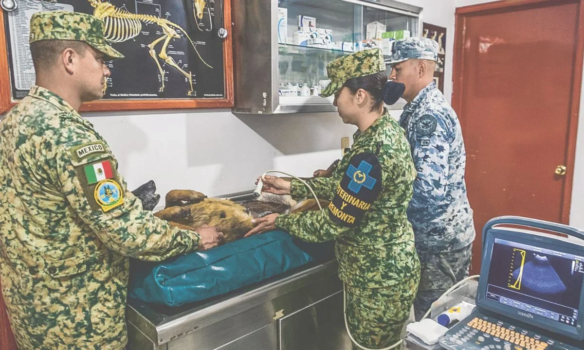 Desde cachorros, los canes del CENPROCAN son entrenados para convertirse en binomios clave en operativos de seguridad y rescate.