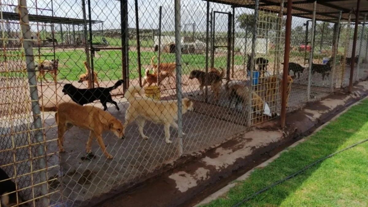 Congreso CDMX arranca foros para regular refugios animales