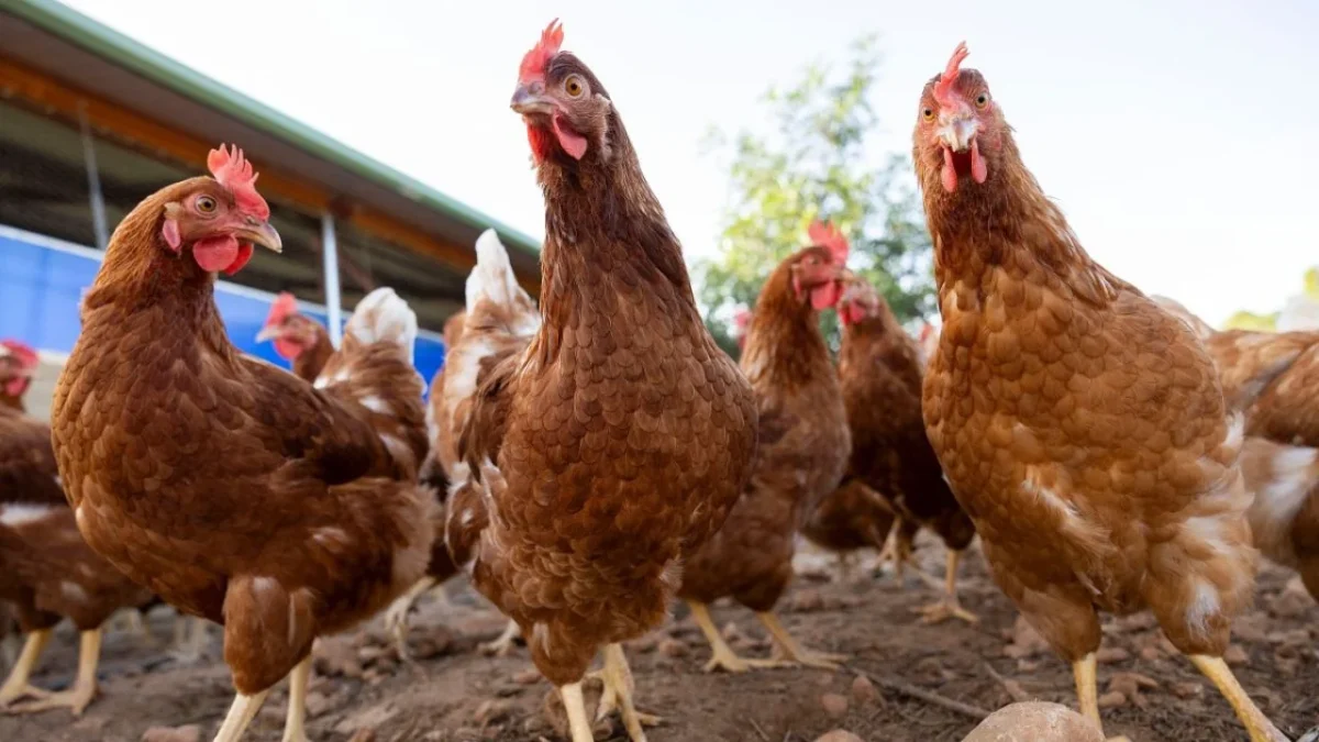 Autoridades de sanidad animal de Argentina y Uruguay detectaron brotes de gripe aviar, ambas naciones buscan frenar riesgos.