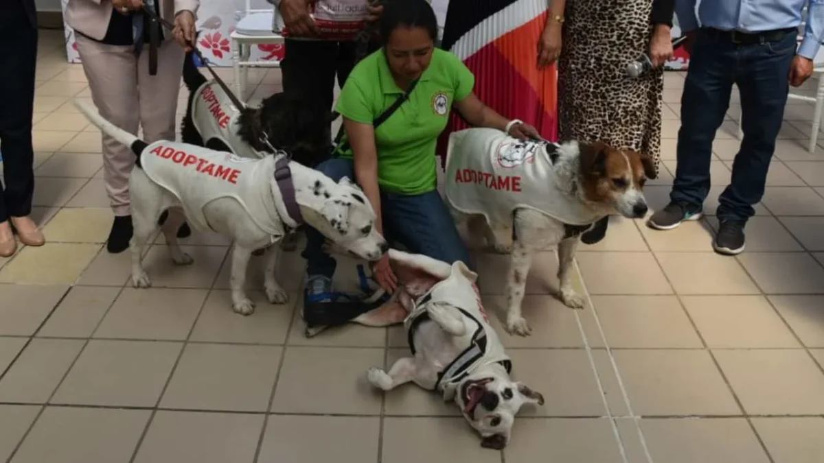 El DIF CDMX suma a refugios animales a su programa de apoyo con lo brindará alimento de calidad nutricional a dichas instancias.