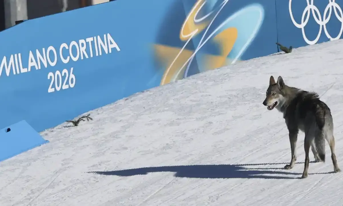perro Juegos Olímpicos de Milán-Cortina