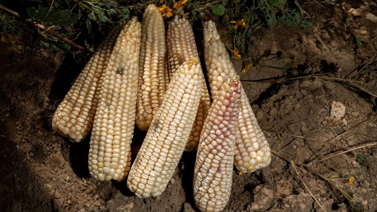 Sader publicó la nueva mecánica operativa para el otorgamiento de incentivos para maíz blanco del ciclo agrícola de Primavera-Verano 2025.