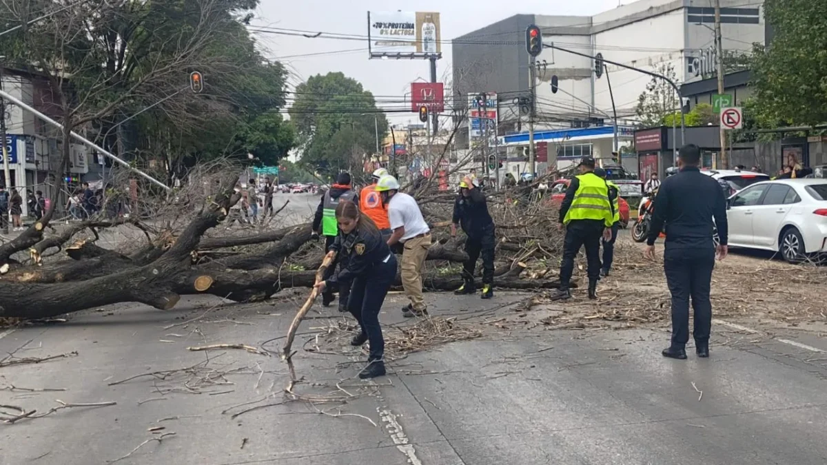 Un árbol de gran tamaño cayó sobre avenida Patriotismo, en la colonia San Pedro de los Pinos y derribó un poste de alumbrado público.