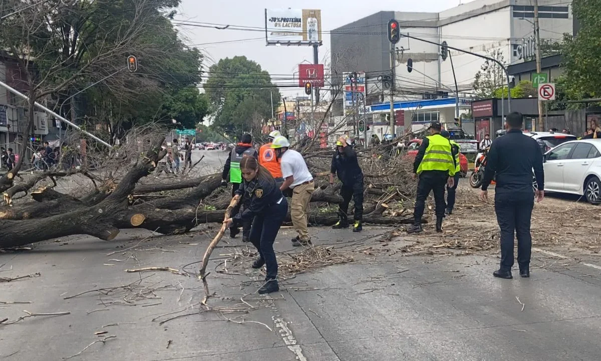 Un árbol de gran tamaño cayó sobre avenida Patriotismo, en la colonia San Pedro de los Pinos y derribó un poste de alumbrado público.