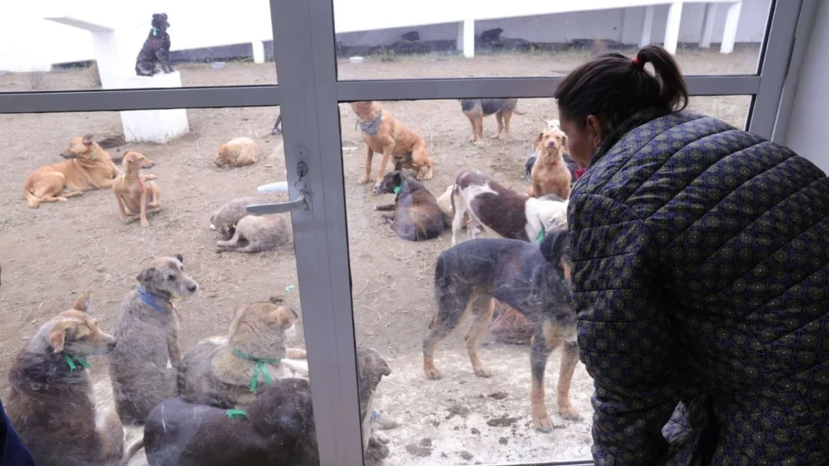 Nadine Gasman confirmó la muerte de 34 perritos recatados de Refugio Franciscano, 12 de ellos en el Deportivo Hermanos Galeana.