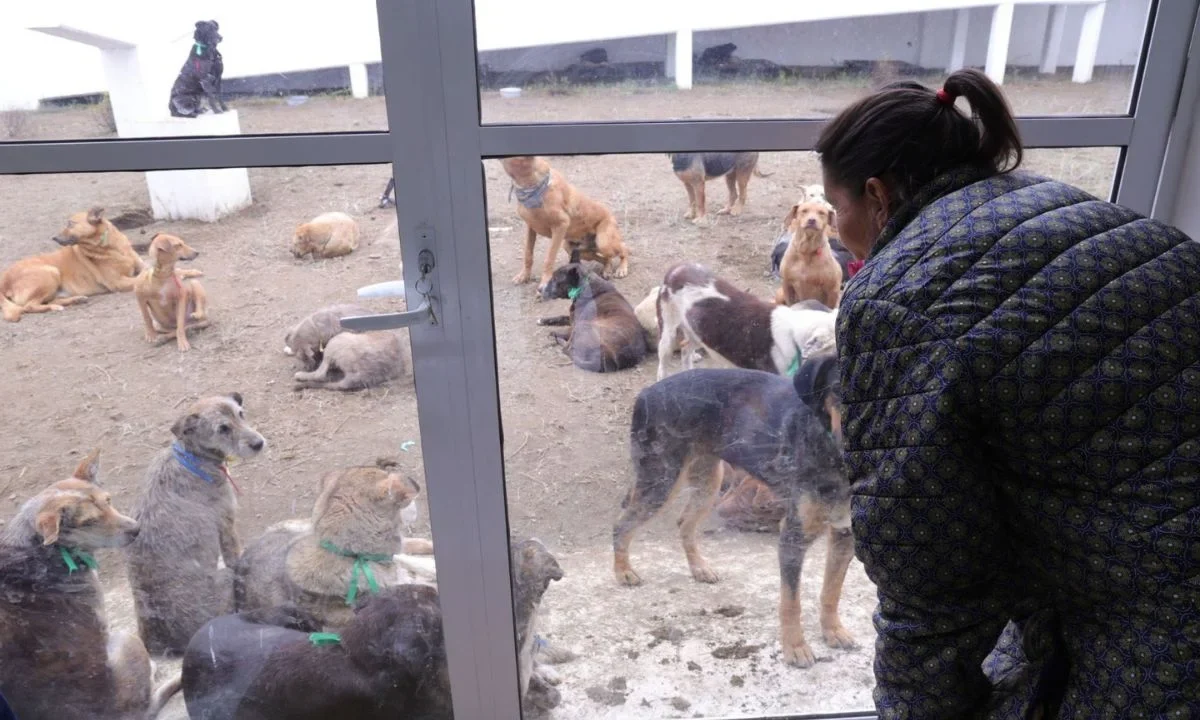 Nadine Gasman confirmó la muerte de 34 perritos recatados de Refugio Franciscano, 12 de ellos en el Deportivo Hermanos Galeana.