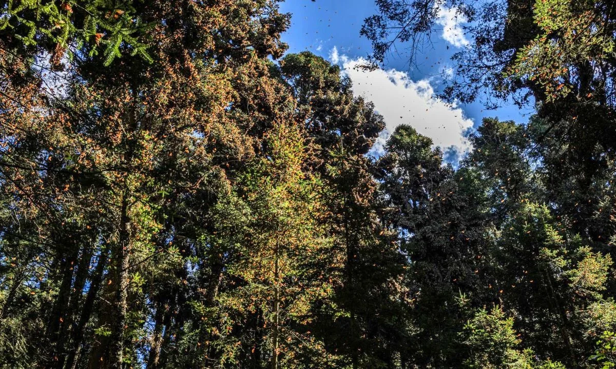 Crece 64% presencia de la mariposa monarca en los bosques mexicanos de hibernación en Michoacán y Edomex, durante la temporada 2025-2026.