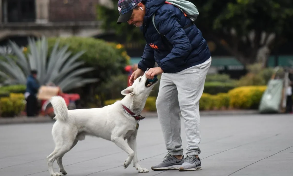 La legisladora panista explicó que actualmente pasear perros sin correa es una infracción tipo B y se sanciona con arresto de 13 a 24 horas.