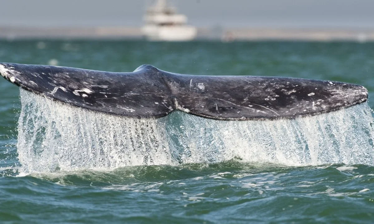 Jueza emitió una suspensión definitiva que prohíbe el tránsito de buques metaneros en el Golfo de California, para sobrevivencia de ballenas.