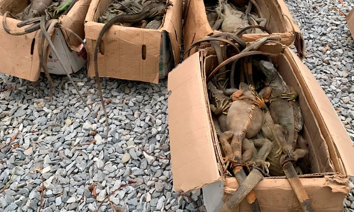 Los 192 ejemplares de iguana verde fueron localizados en condiciones de posible tráfico ilegal en Oaxaca, reportó la Profepa.