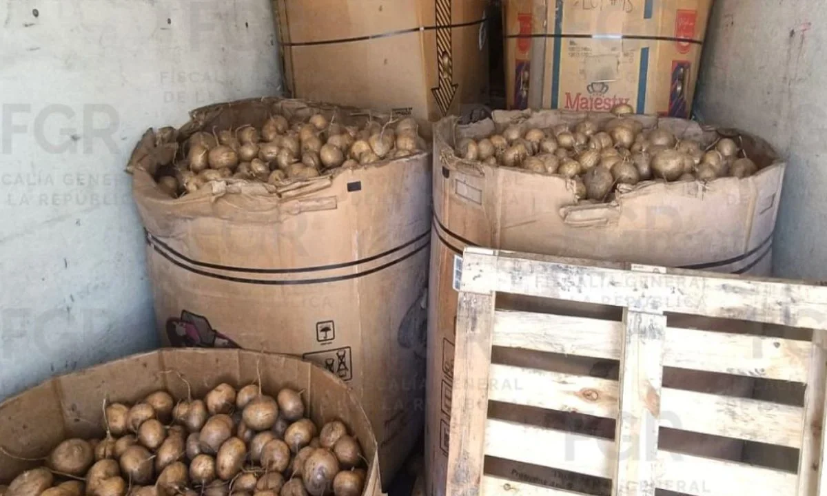 FGR asegura tonelada de metanfetamina oculta entre jícamas en Durango