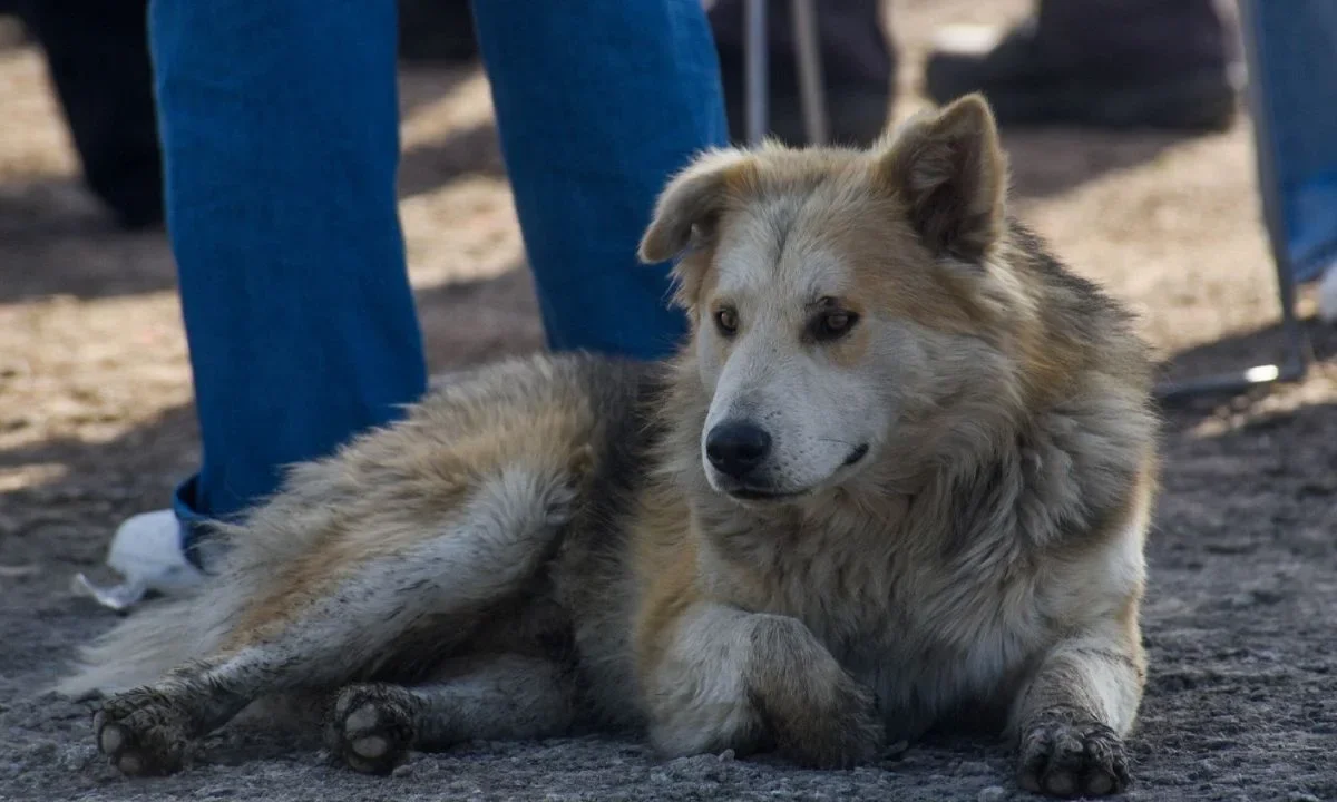 Animales de compañía pueden morir si no tienen el esquema de vacunas completo