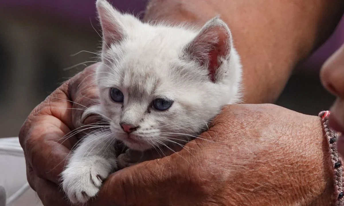 Alrededor de 13 gatos fueron asegurados tras el resguardo de un inmueble en la colonia Viaducto Piedad, en la alcaldía Iztacalco.