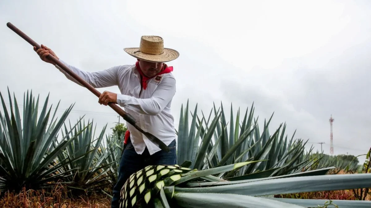 Exportación de tequila supera los 11,697 mdd