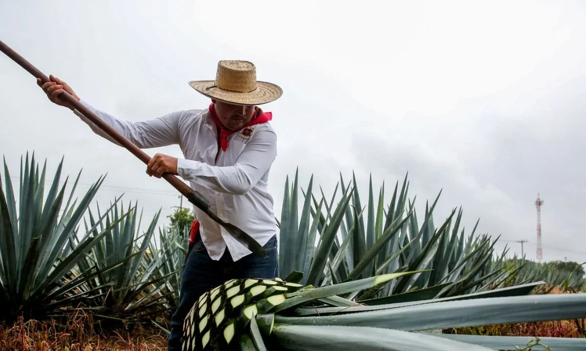 Exportación de tequila supera los 11,697 mdd