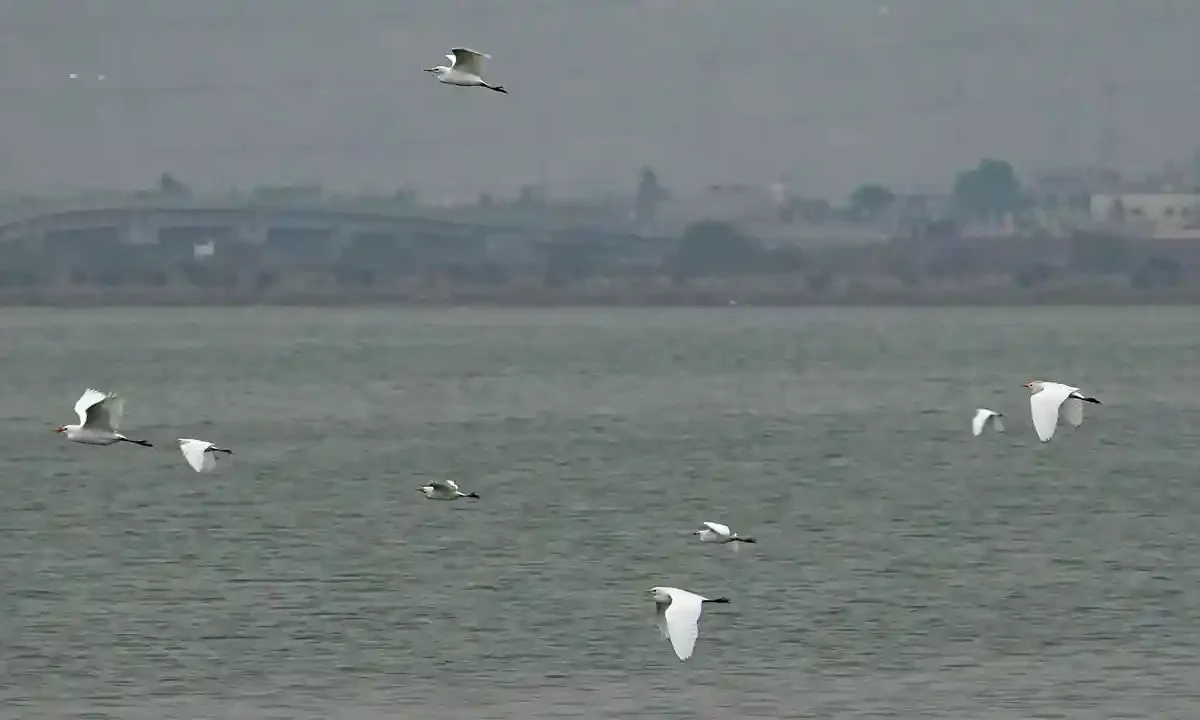Lago de Texcoco