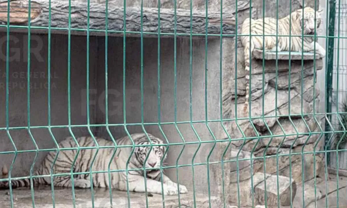Autoridades federales y estatales aseguran dos tigres blancos en una casa de Durango.