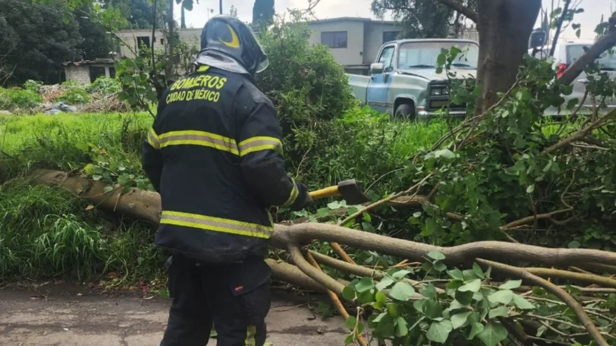 Al menos 20 árboles caídos, 9 encharcamientos, 5 cortocircuitos y tres postes caídos dejaron como afectaciones tras lluvias en la CDMX.