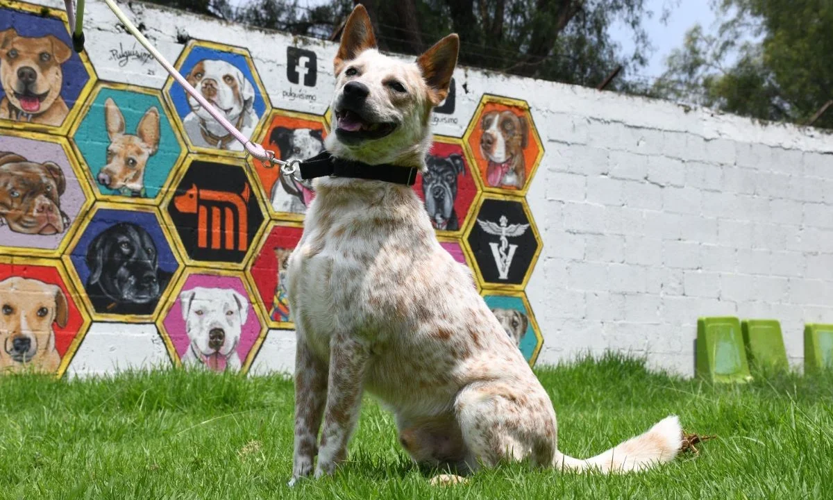 En el Día Mundial del Perro, que se celebra el 21 de julio, el STC Metro llamó a decir no a la compra y sí a la adopción.