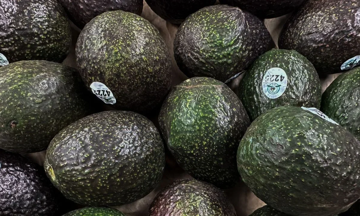 México mantiene su liderazgo mundial en producción y exportación de aguacate, pero gana menos, según el reporte Aguacate: PANORAMA.