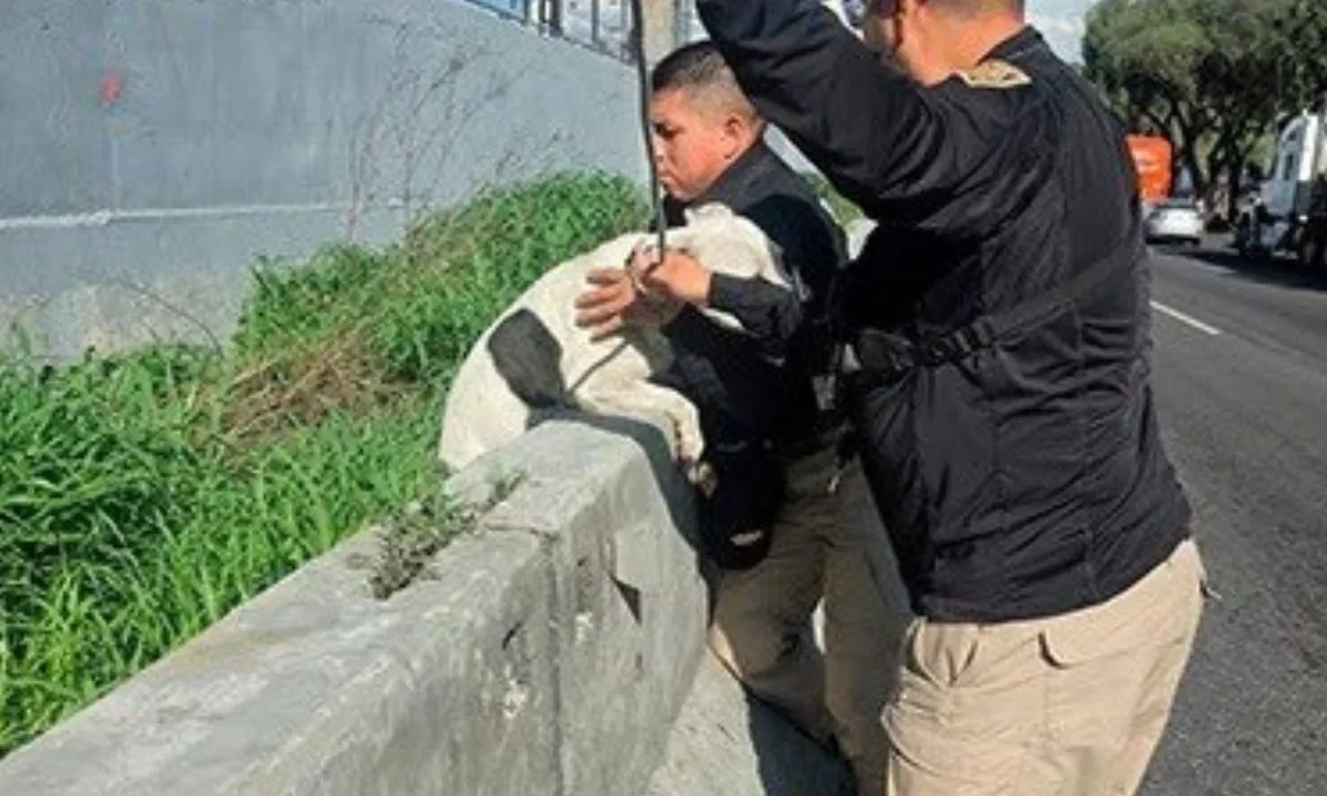 Personal de la Brigada de Vigilancia Animal logró rescatar a perrito que se localizaba junto a las vías del Metro y la Calzada Zaragoza.