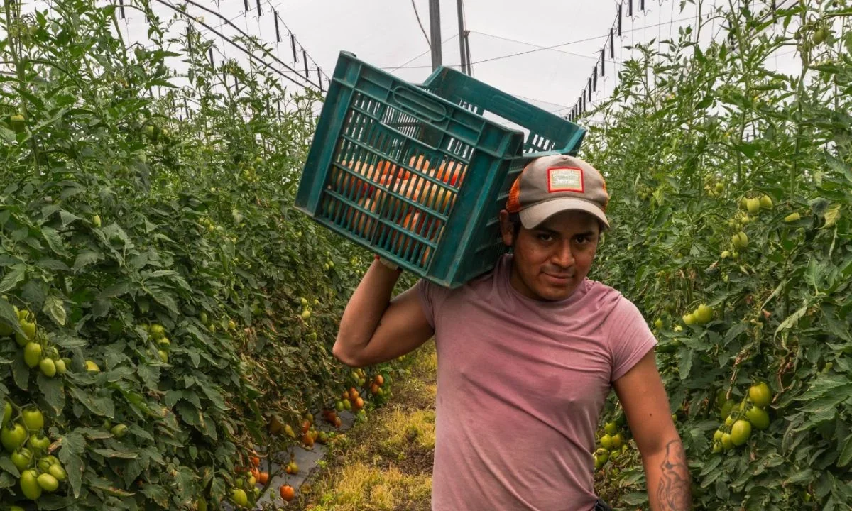 México destina 248 mdp en créditos a productores de jitomate