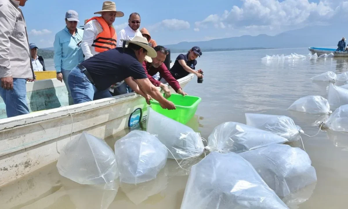 El gobernador de Michoacán Alfredo Ramírez Bedolla informó que estos peces fueron producidos en la Reserva Ecológica de Especies Endémicas.